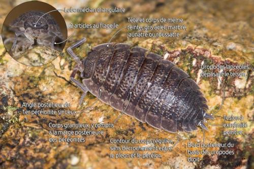 Porcellio scaber
